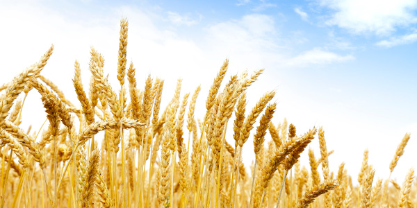 パン生地作りに合う小麦粉とは？小麦粉の種類を比較